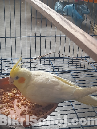 ককাটেল এডাল্ট মেল